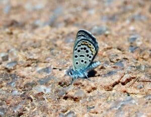 فراشة سيناء