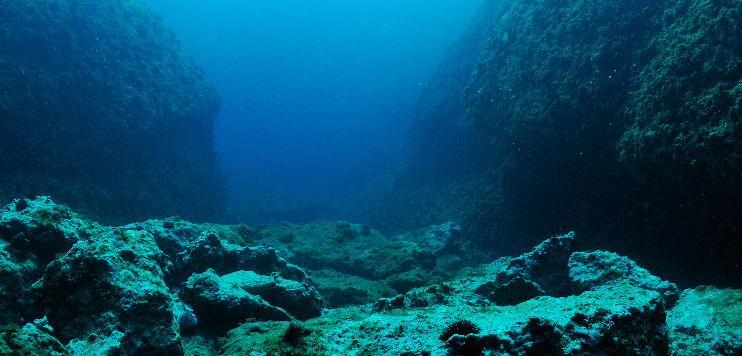 الكربون المحيط