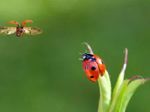 انخفاض أعداد الحشرات بسبب التعدي على الغابات