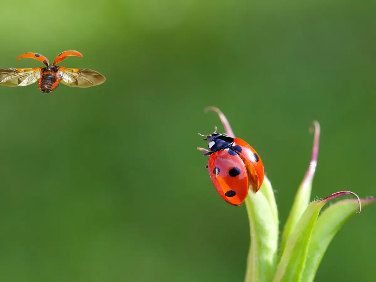 انخفاض أعداد الحشرات بسبب التعدي على الغابات