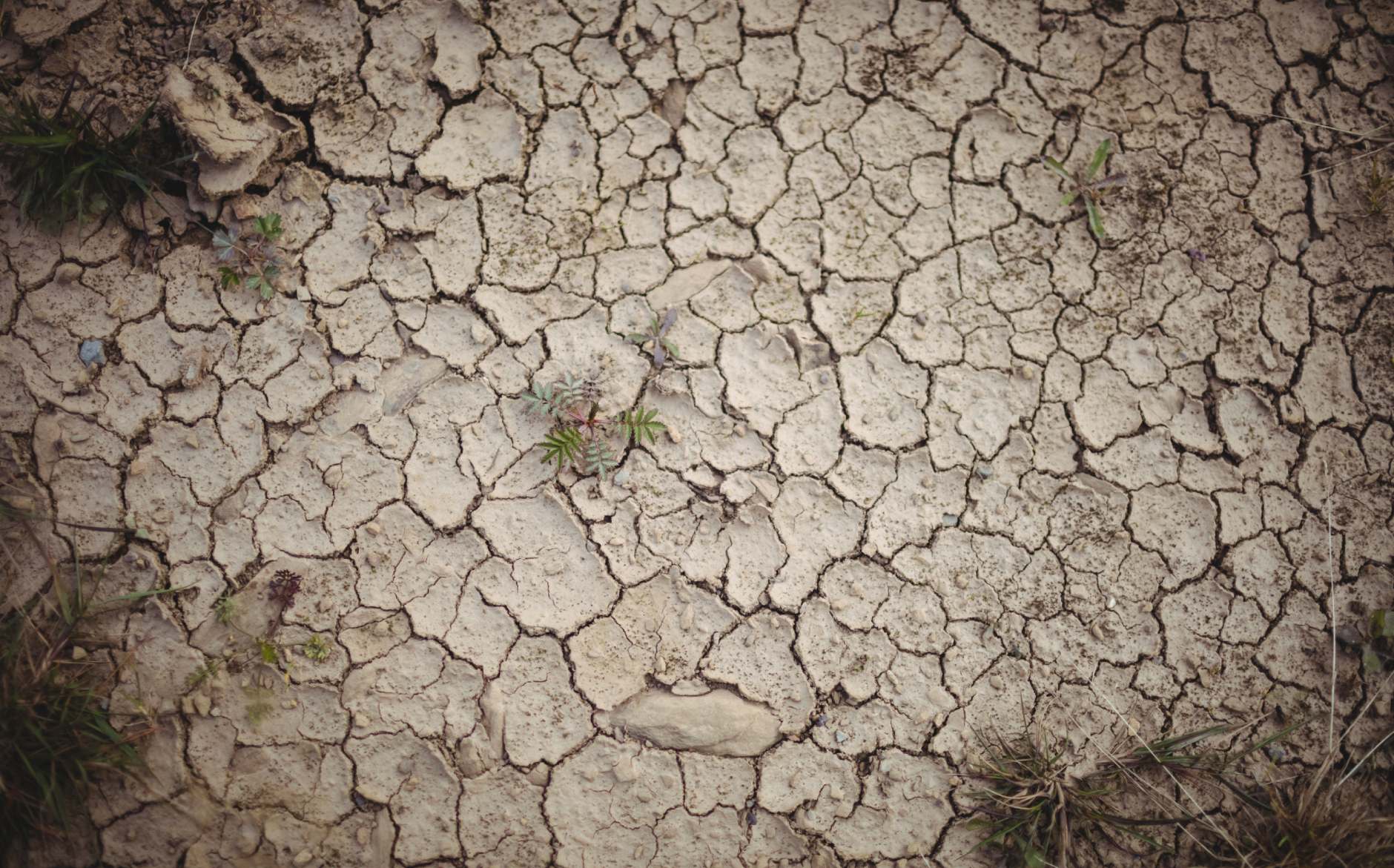 صورة - تضرر التربة بفعل الملوحة العالية