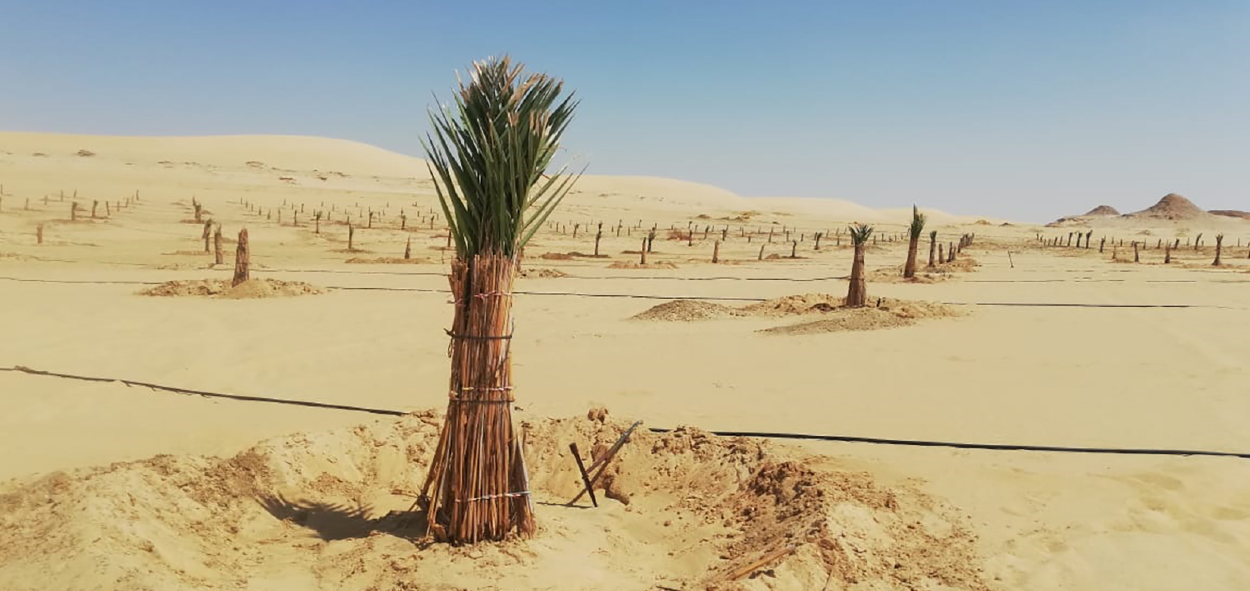 مشاريع الاستصلاح الزراعي لم تتوقف في عهد السيسي رغم ما يهدد الواحة