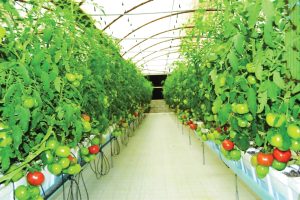 الأغذية الذكية