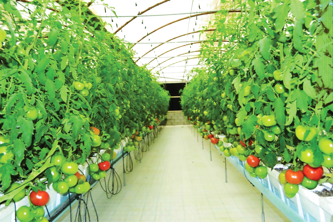 الأغذية الذكية