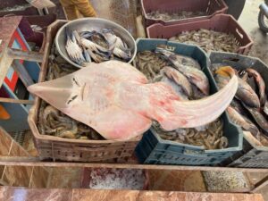 أسماك القرش والراي