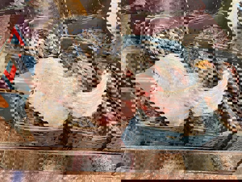 أسماك القرش والراي